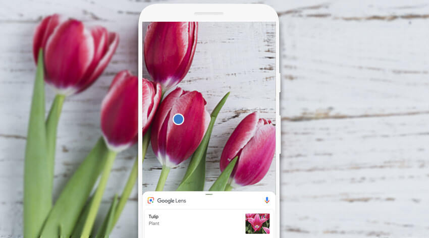 Flower Search with Google Lens